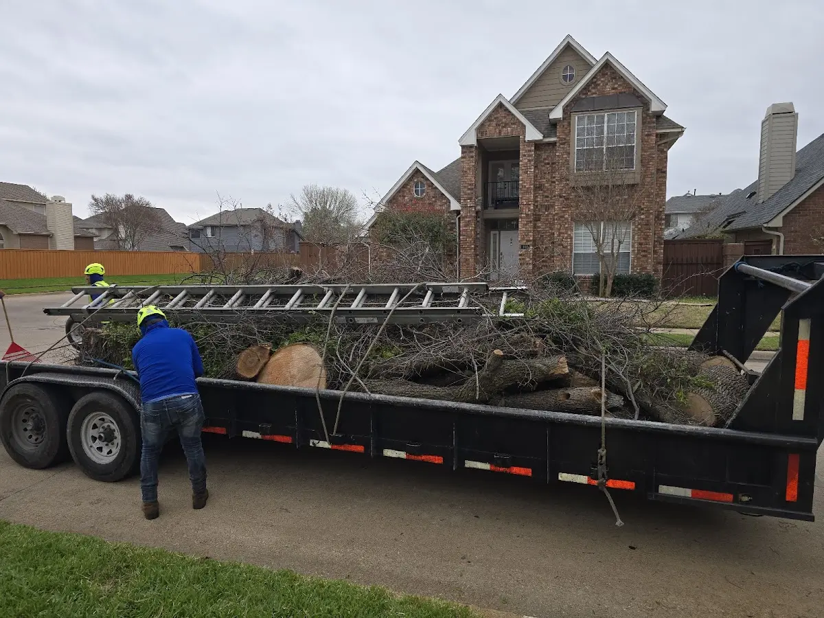 Expert Deadwooding with proper safety equipment in La Grange